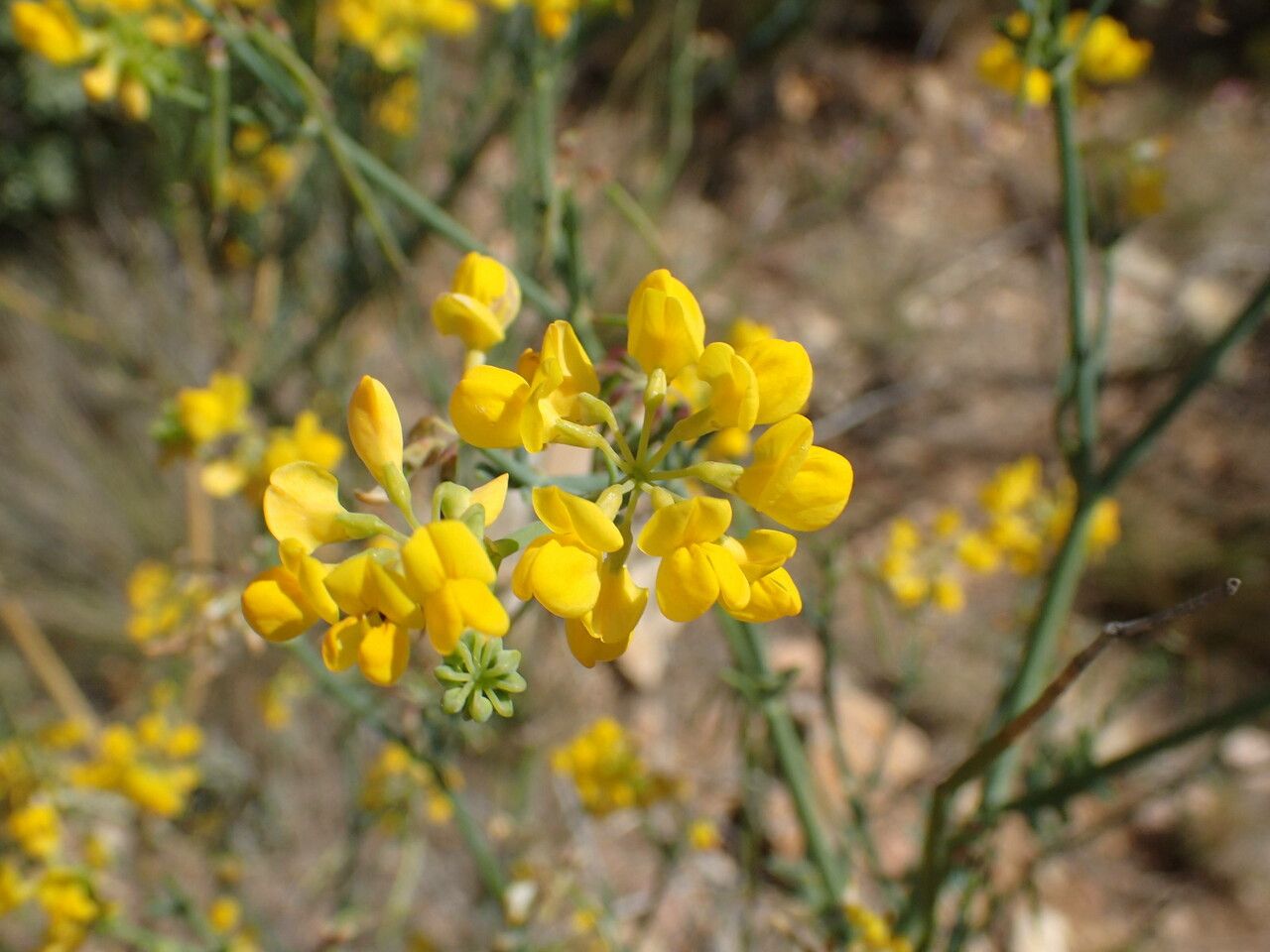 Coronilla juncea flower
