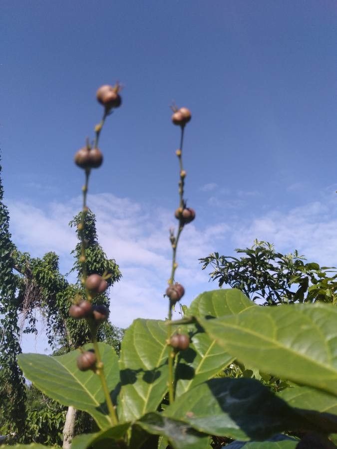 Alchornea rugosa fruit