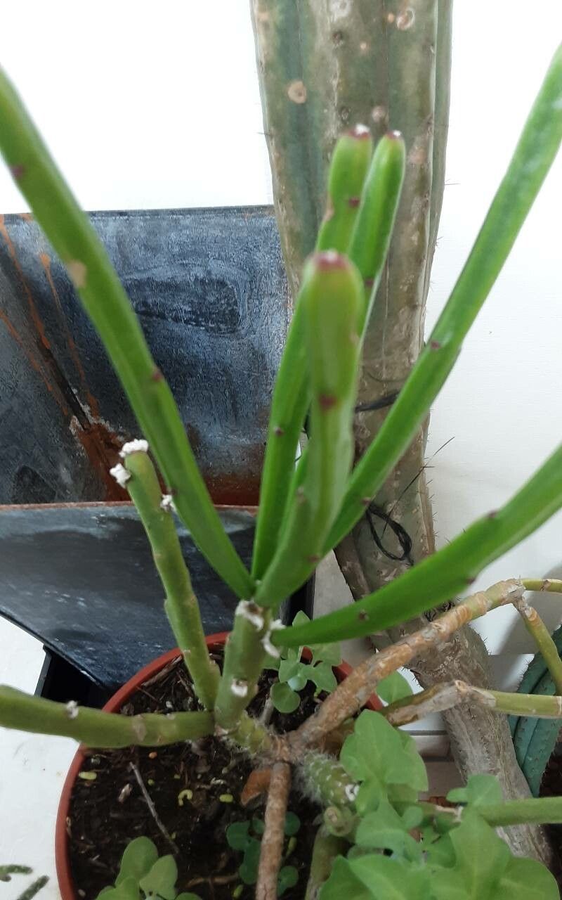 Rhipsalis trigona — search result for 'Rhipsalis'