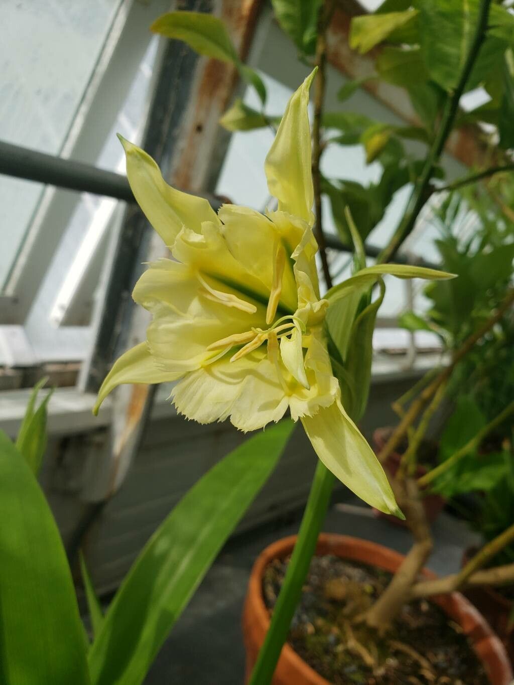 Ismene amancaes — related species from the same genus