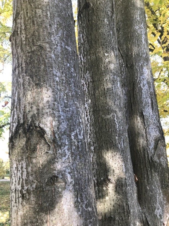 Tilia × euchlora bark