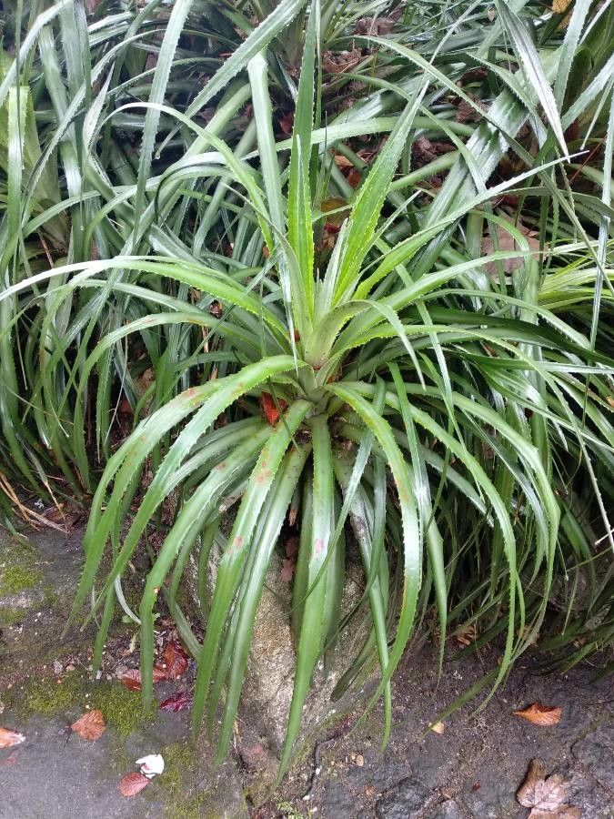 Pandanus veillonii — search result for 'Pandanus'
