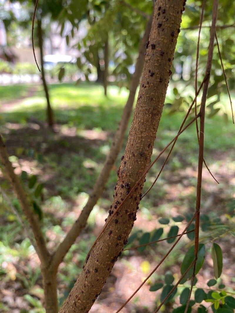 Alvaradoa haitiensis bark