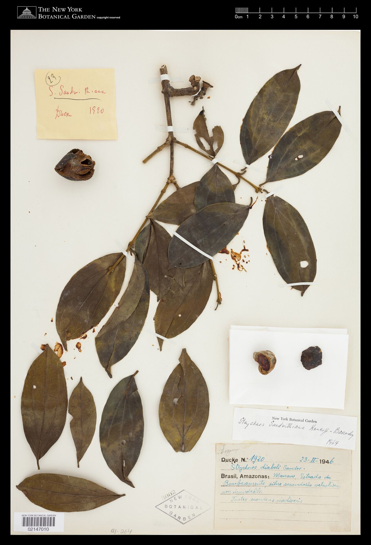 Strychnos sandwithiana fruit