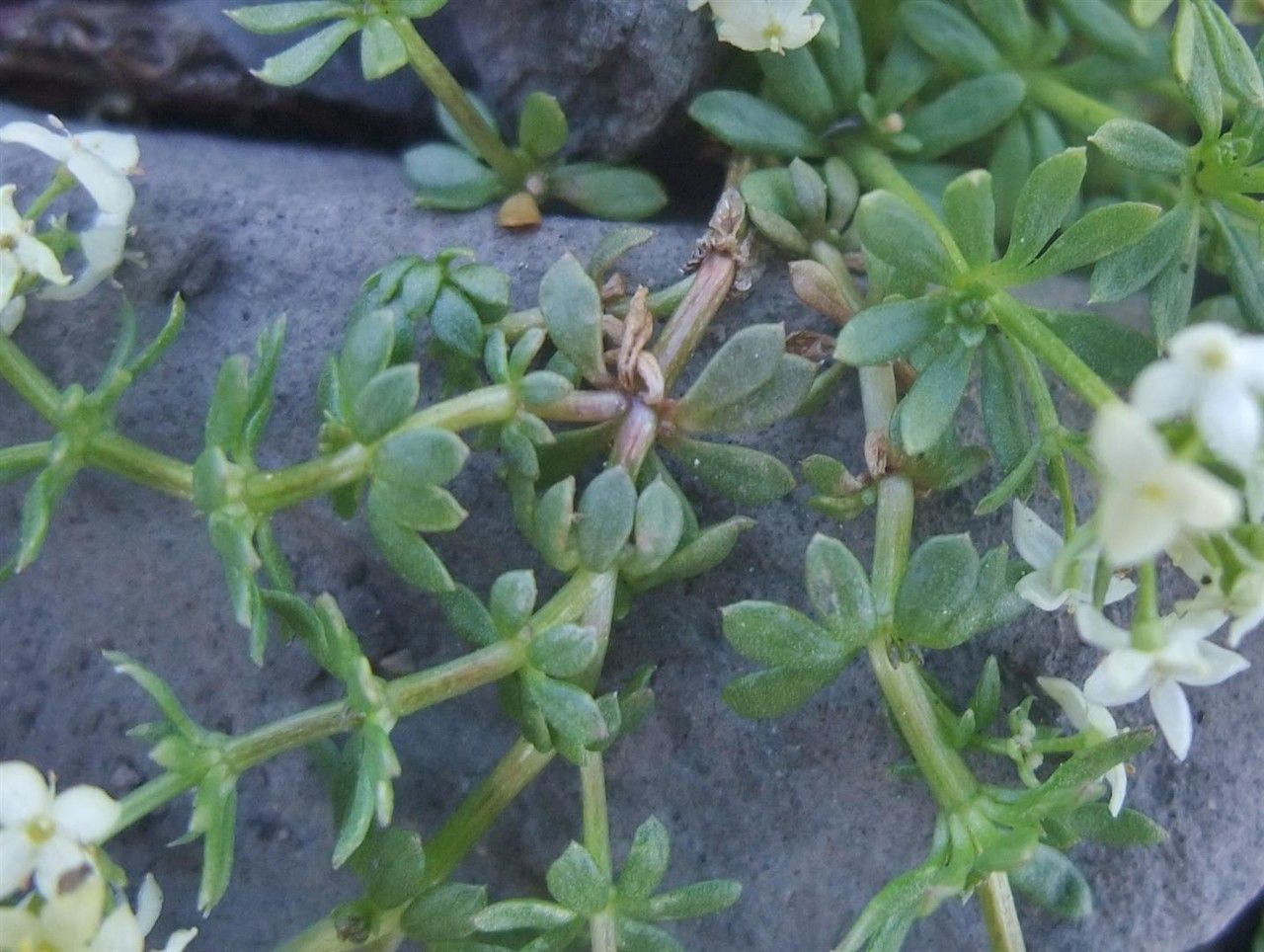 Galium megalospermum leaf