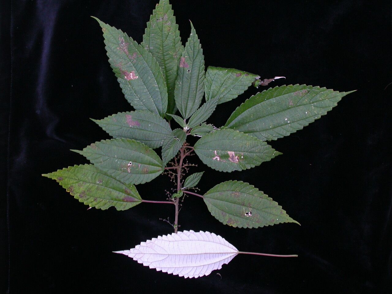 Leucosyke puya habit