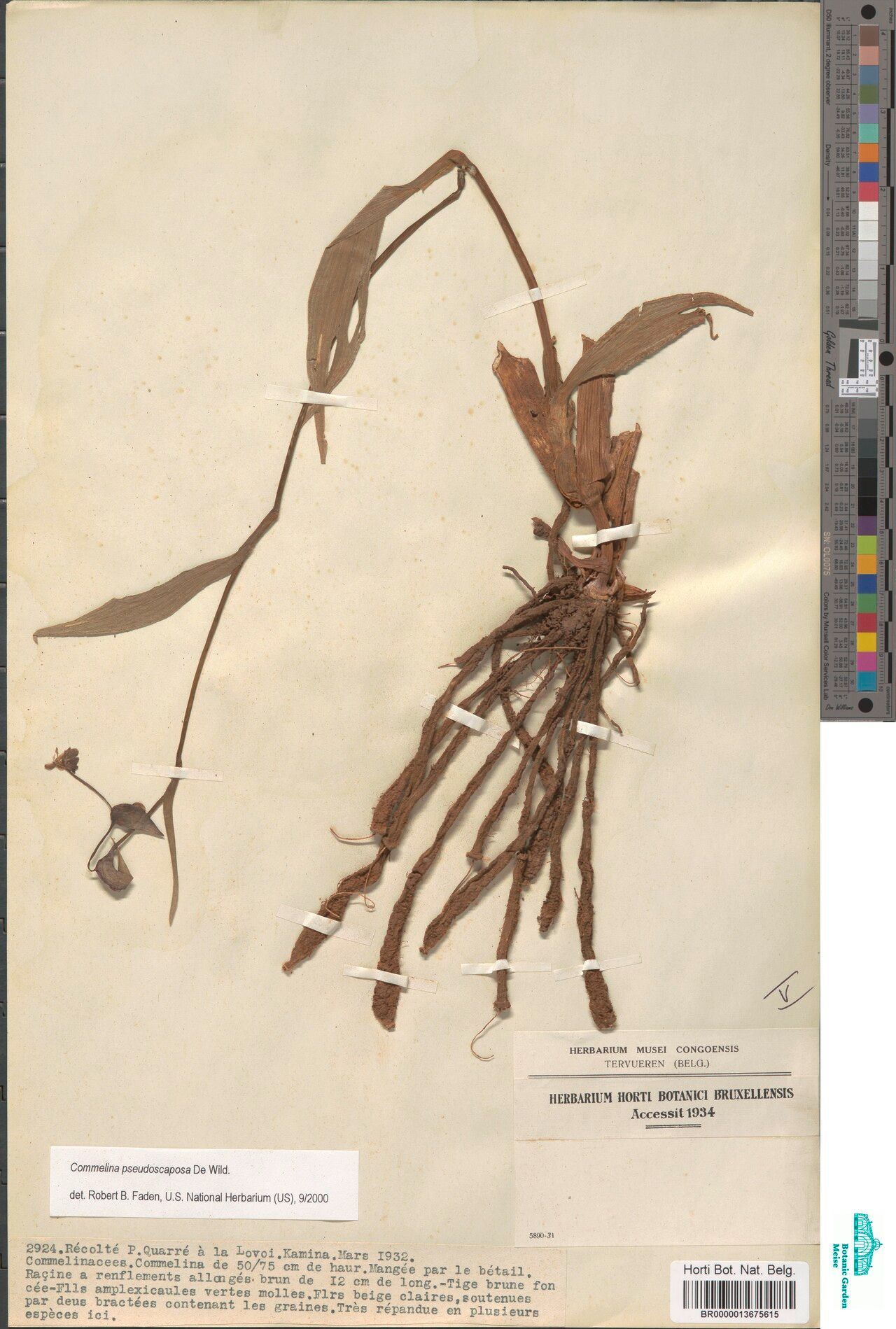 Commelina pseudoscaposa — search result for 'Commelina'