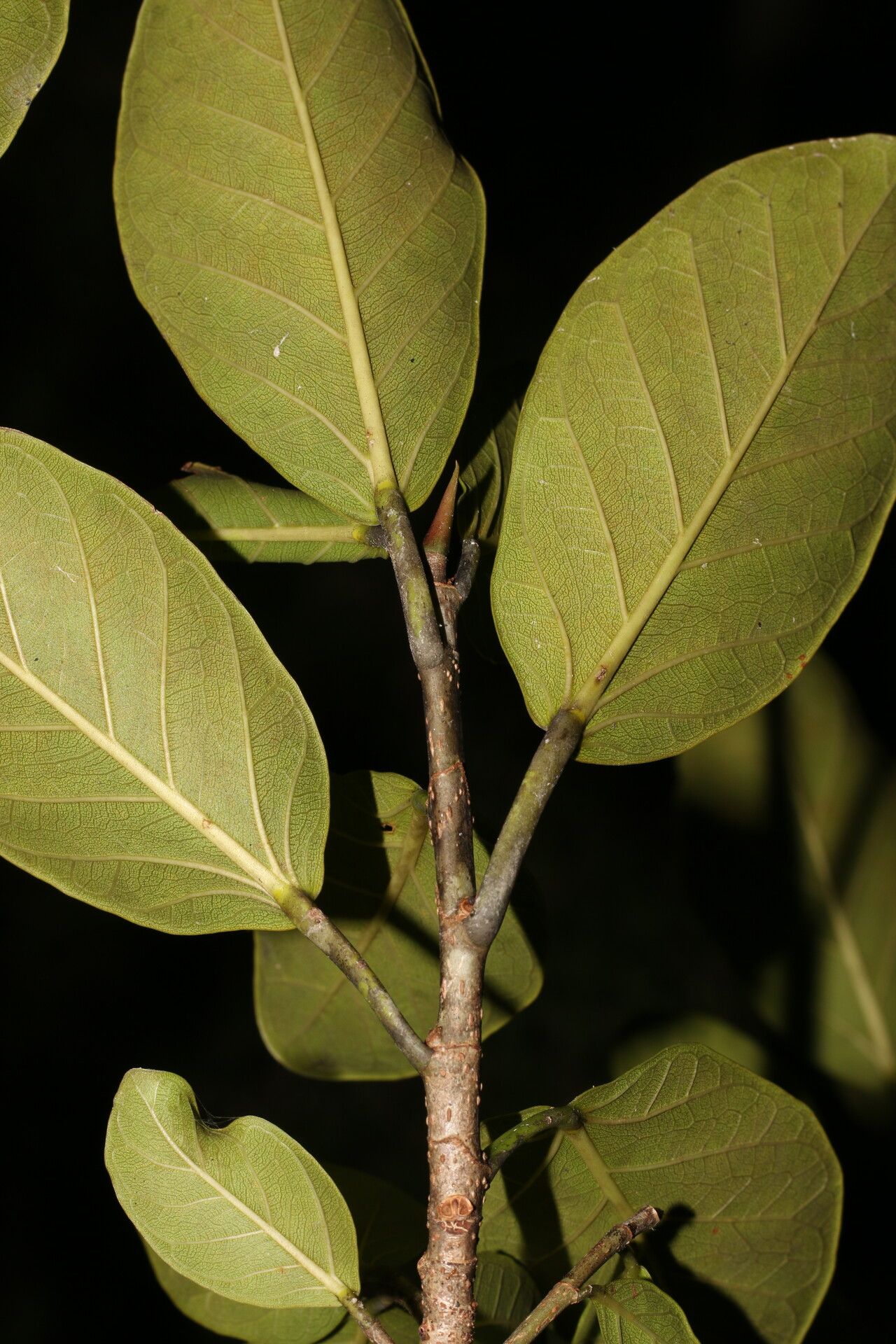 Ficus crassinervia leaf