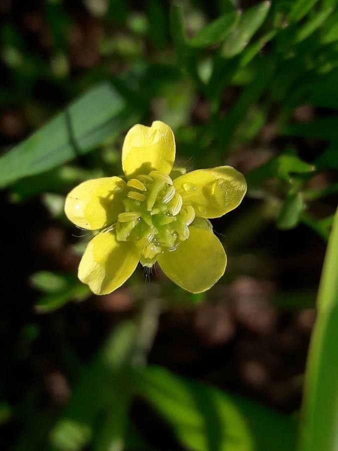 Ranunculus arvensis flower