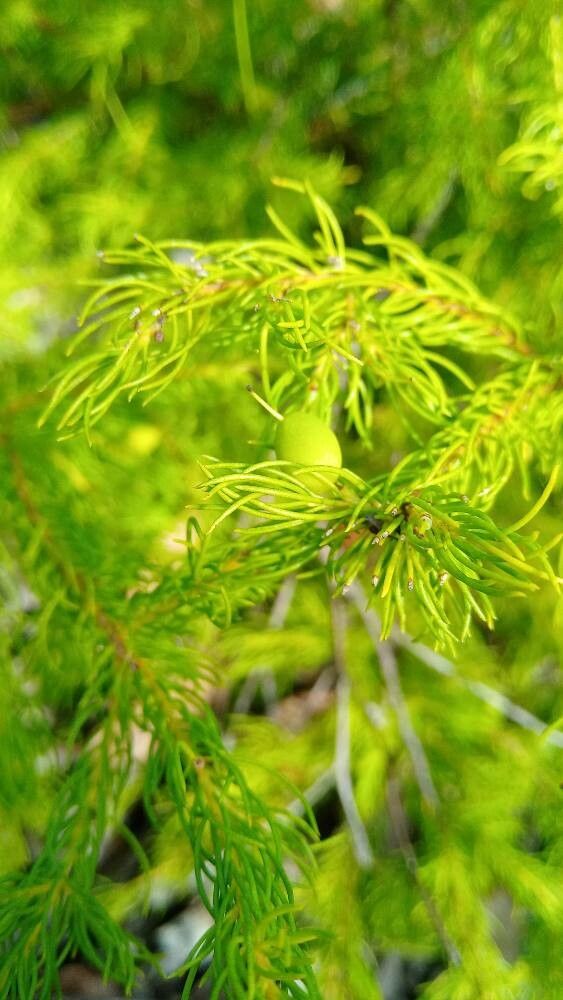 Persoonia tenuifolia fruit