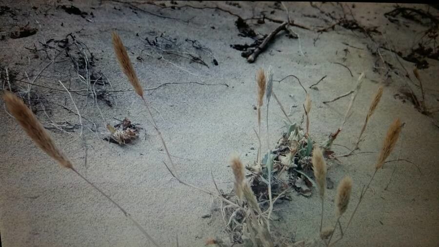 Phleum arenarium fruit