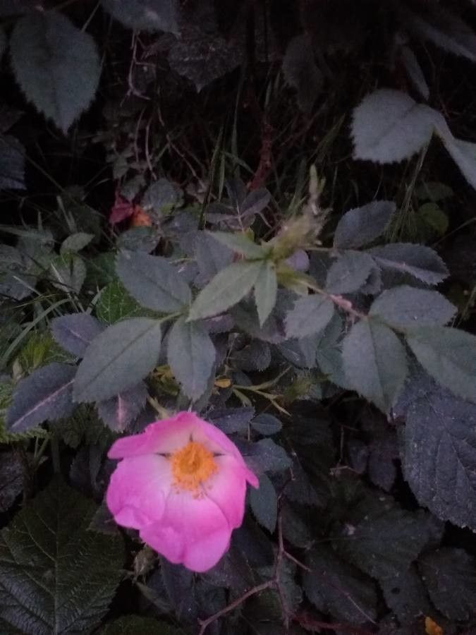 Rosa sherardii — search result for 'Rosa'