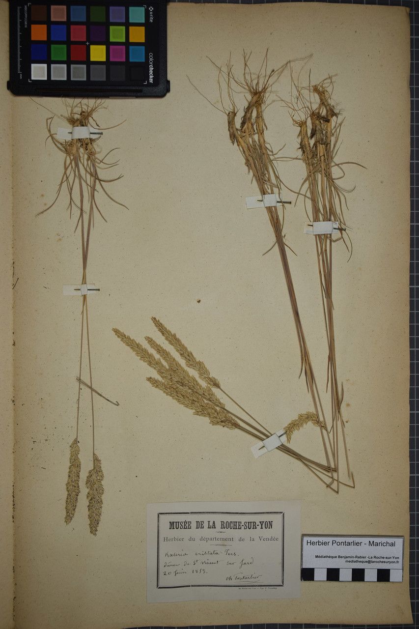 Koeleria cristata — search result for 'Koeleria'