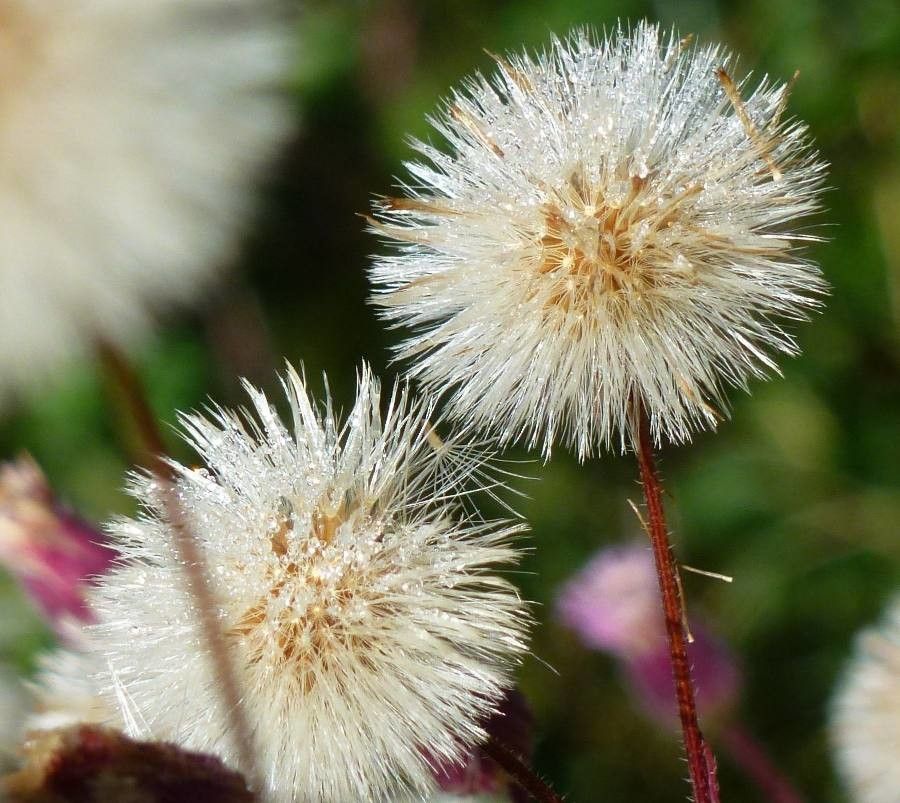 Erigeron acris fruit
