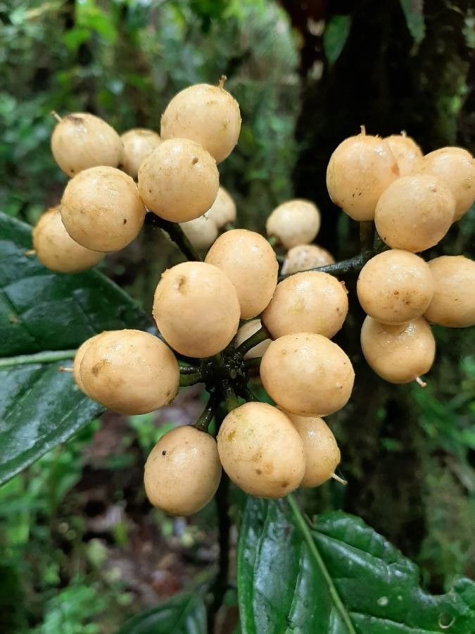 Lansium parasiticum fruit