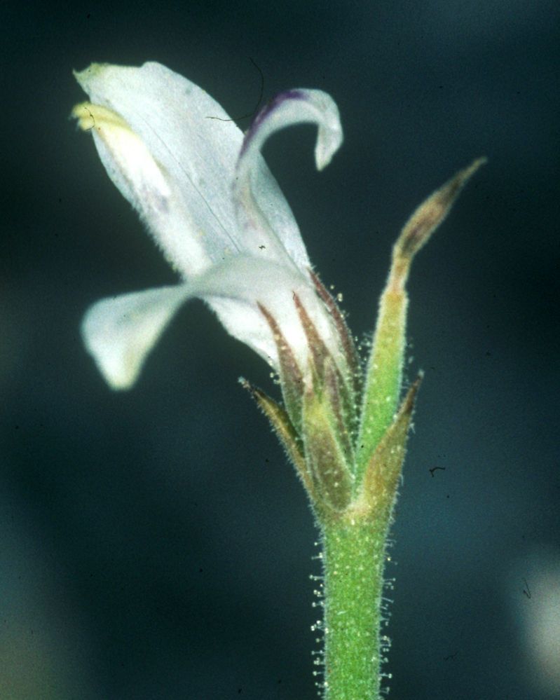 Carlowrightia arizonica — search result for 'Acanthaceae'