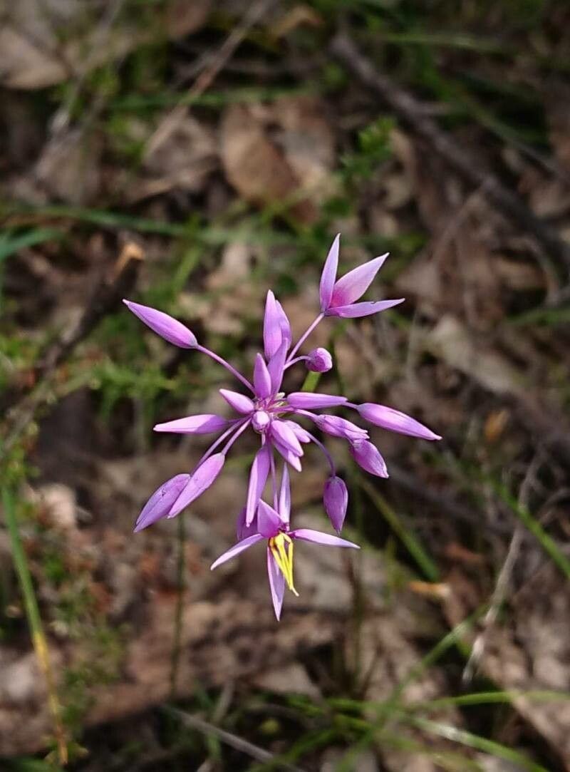 Sowerbaea laxiflora — houseplant care guide