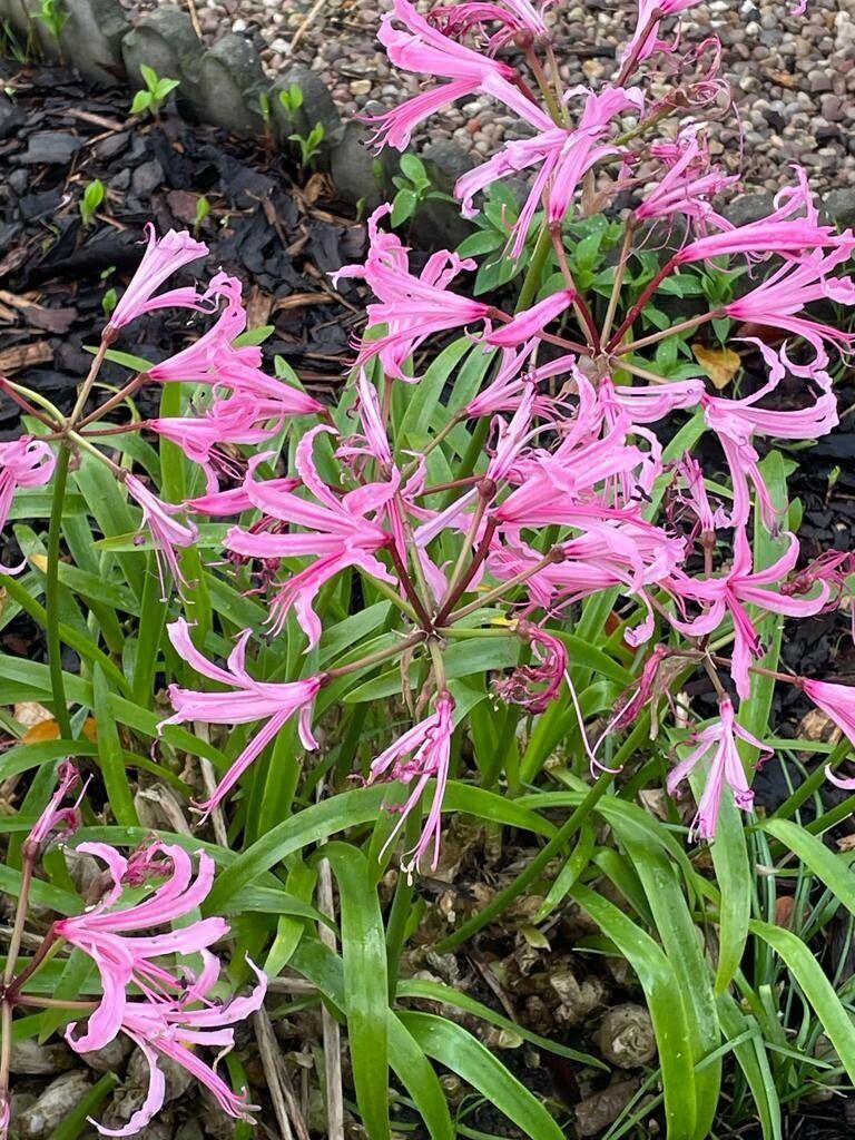 Nerine undulata — search result for 'Amaryllidaceae'