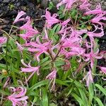 Nerine undulata