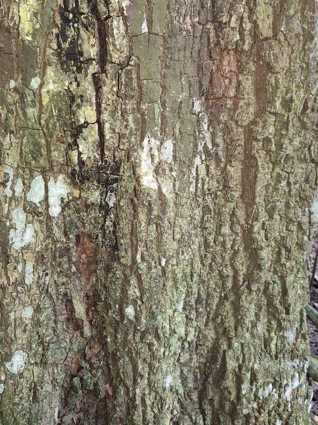 Mimusops bagshawei bark