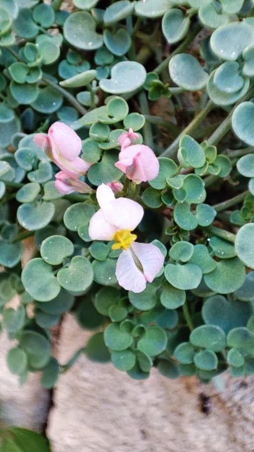 Sarcocapnos enneaphylla flower