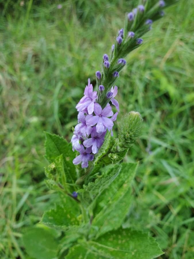Verbena stricta bark