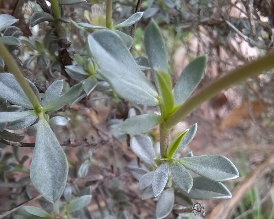 Anthyllis lagascana leaf