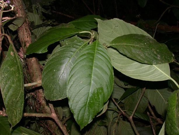 Palicourea hondensis leaf