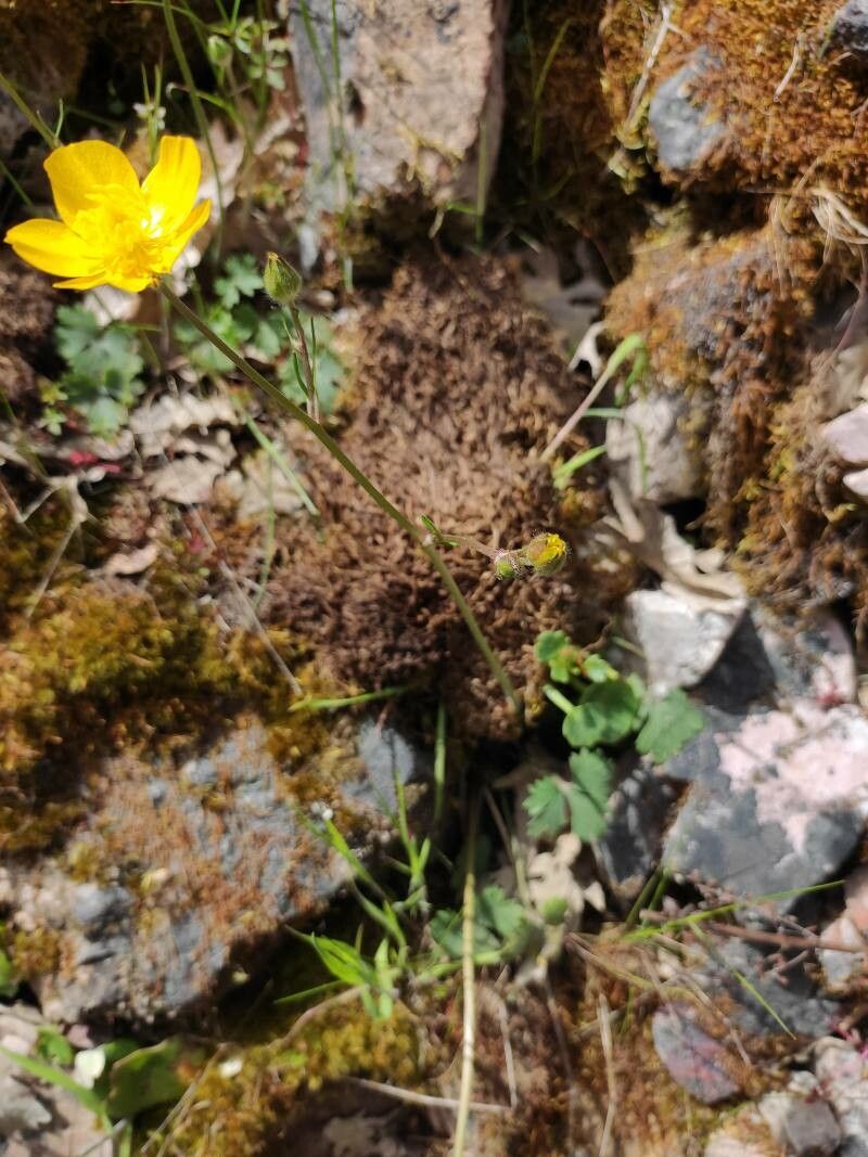 Ranunculus paludosus leaf