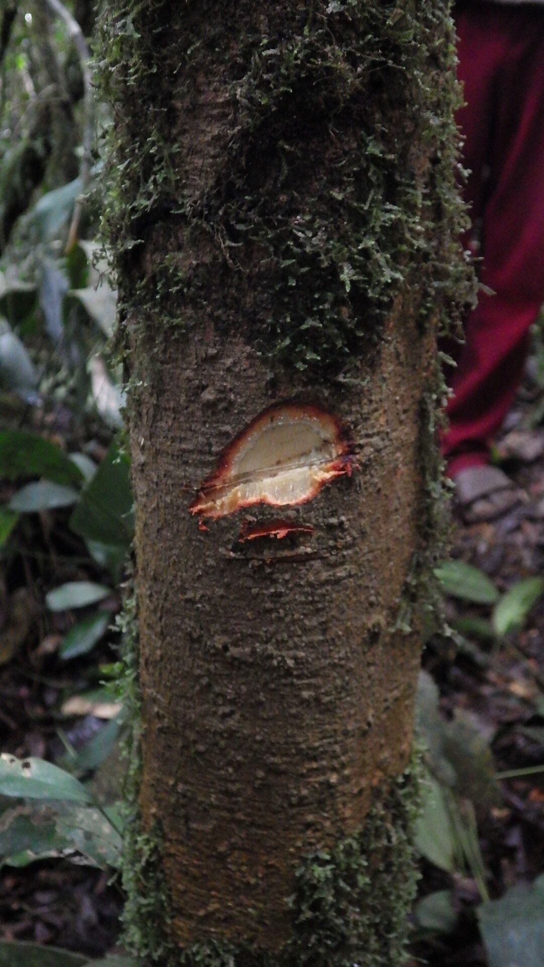 Garcinia densivenia bark