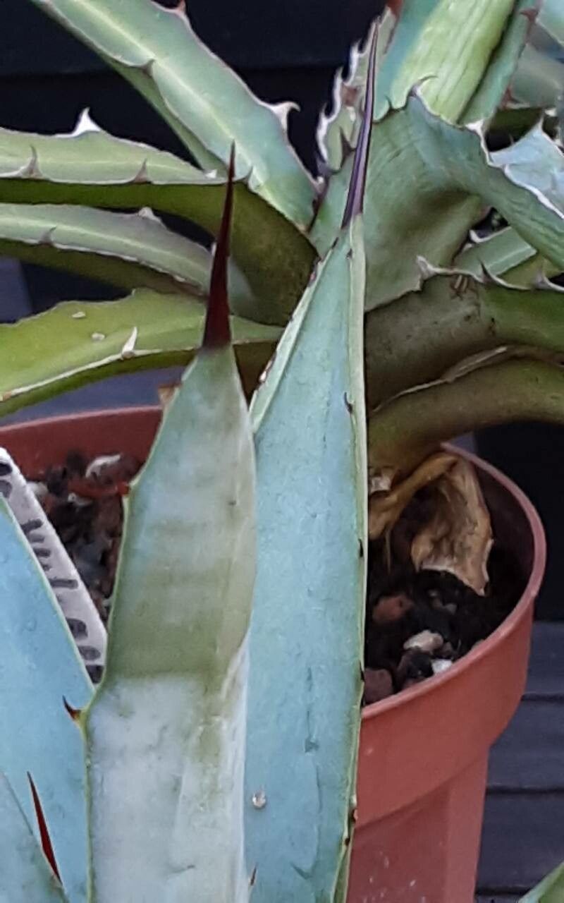 Agave macroacantha leaf