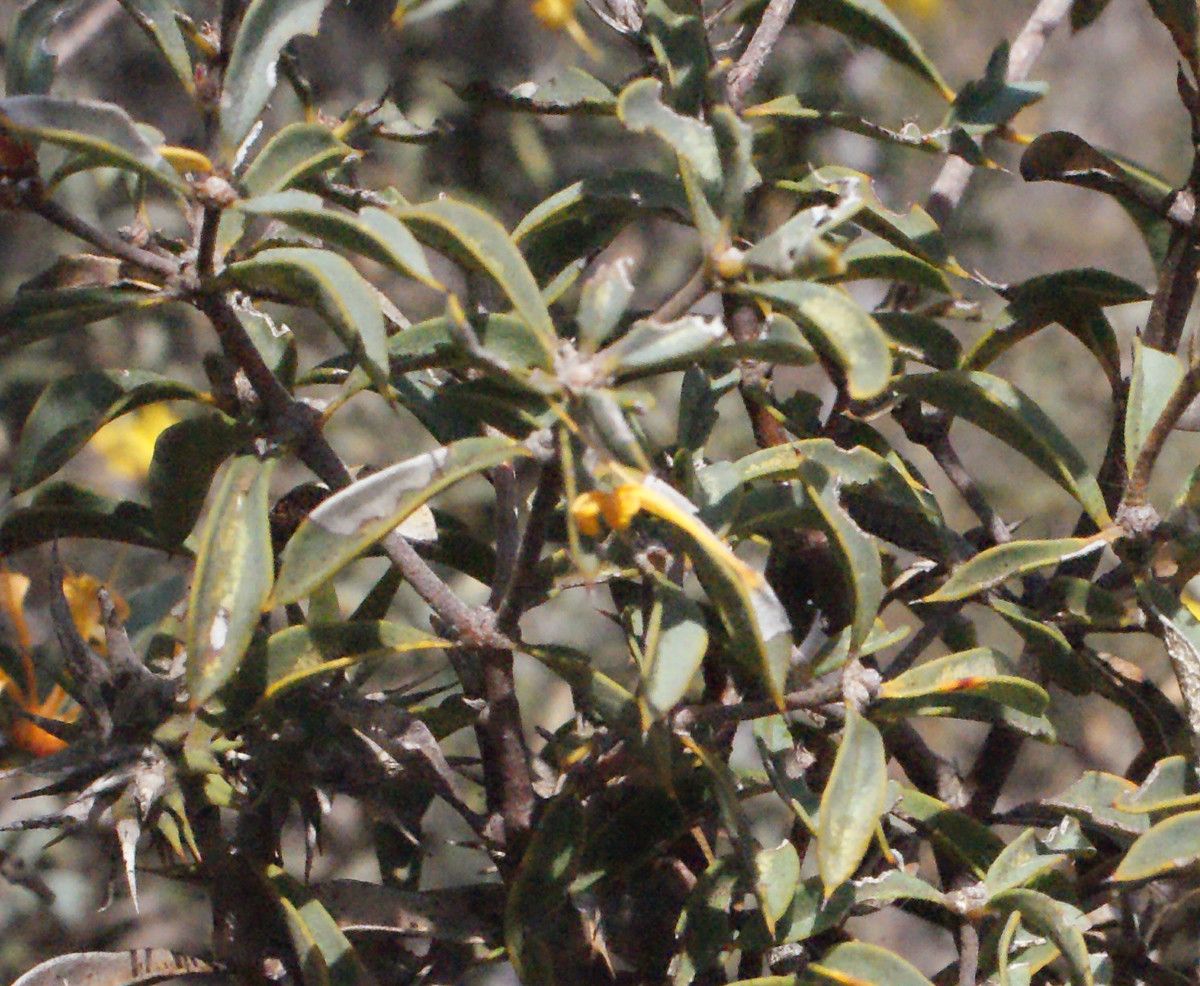 Lambertia ilicifolia leaf