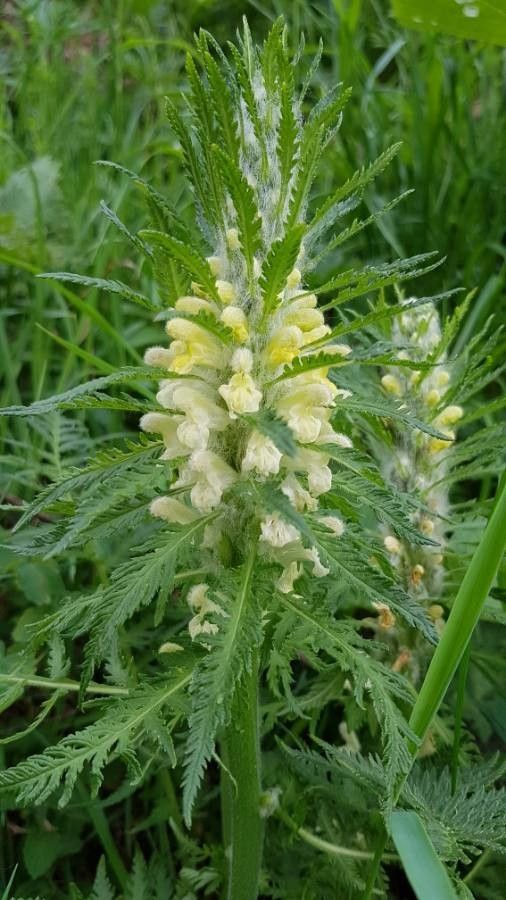 Pedicularis foliosa flower