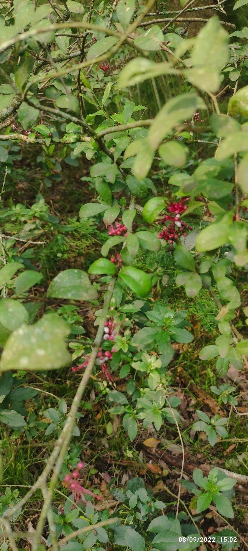 Myrrhinium atropurpureum leaf