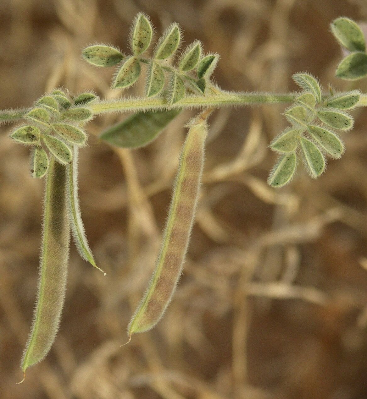 Tephrosia uniflora fruit