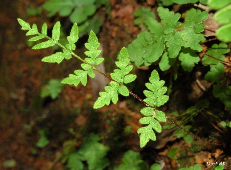 Cheilanthes nudiuscula — search result for 'Cheilanthes'