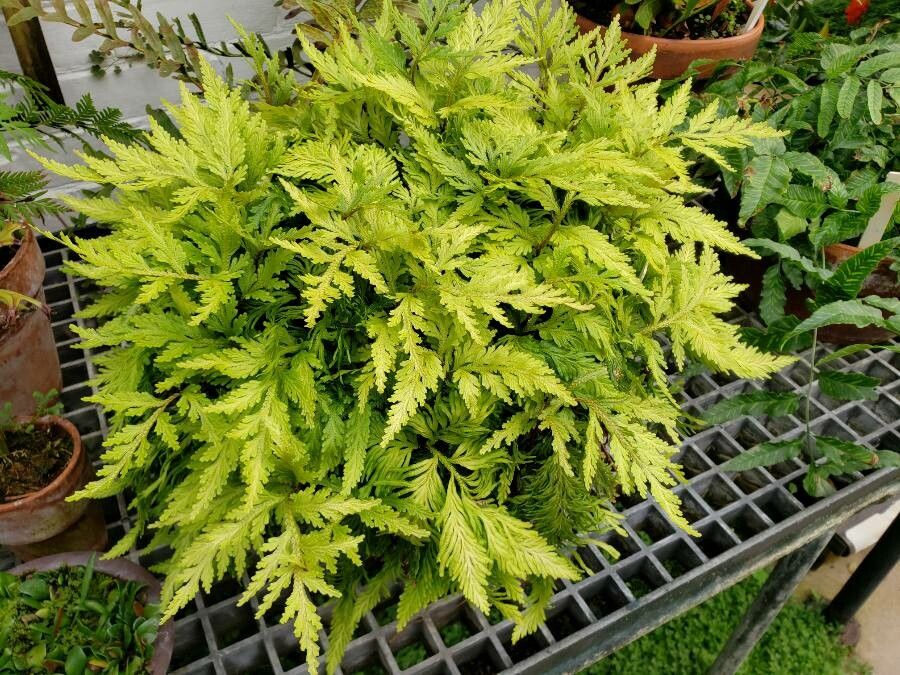 Selaginella haematodes habit