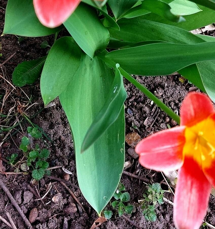 Tulipa kaufmanniana leaf