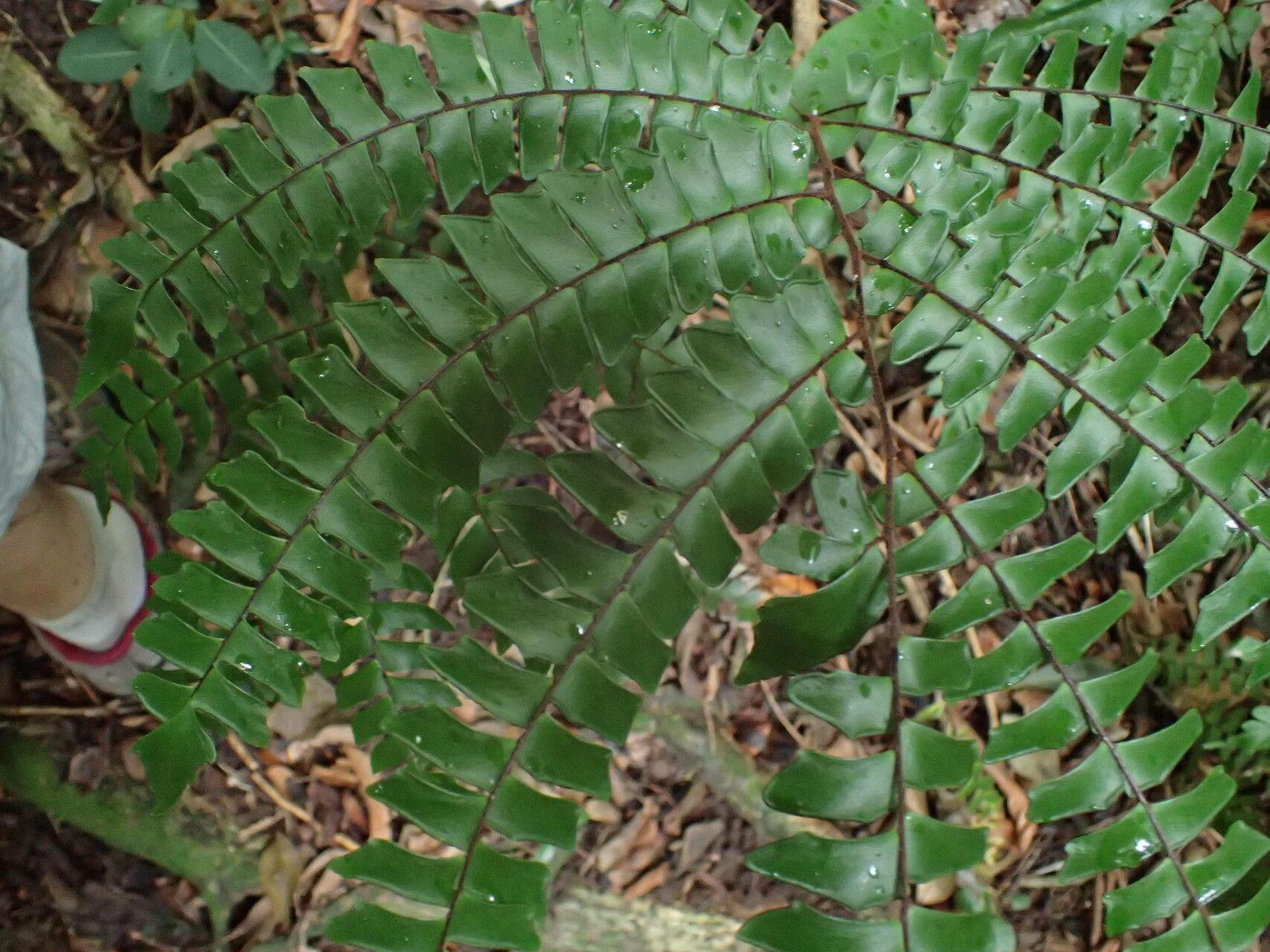 Adiantum villosum — houseplant care guide