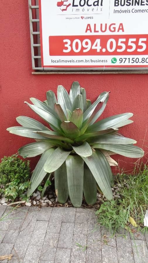 Vriesea imperialis flower