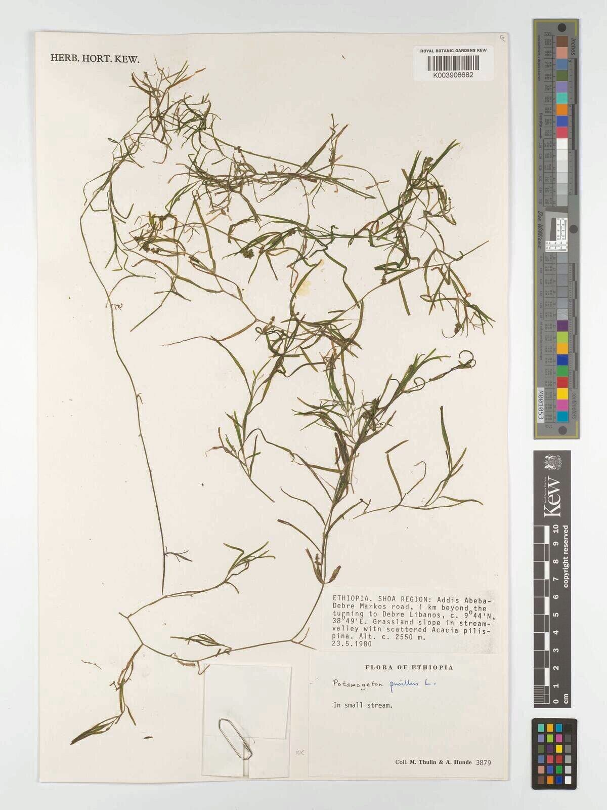 Potamogeton parvifolius — search result for 'Potamogeton'