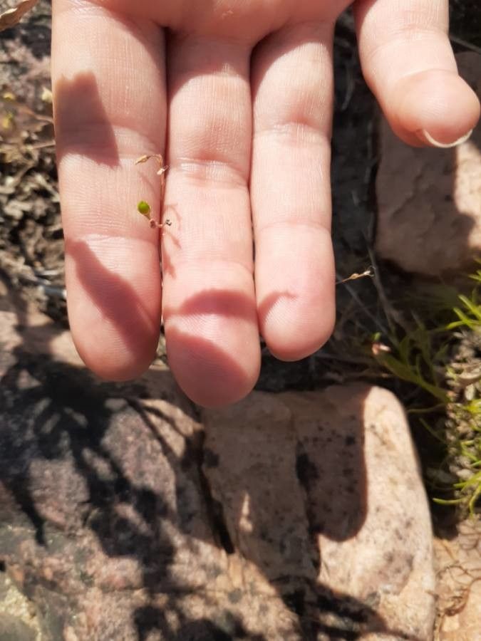 Phemeranthus parviflorus fruit