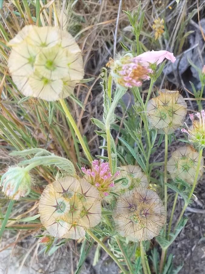 Lomelosia stellata flower