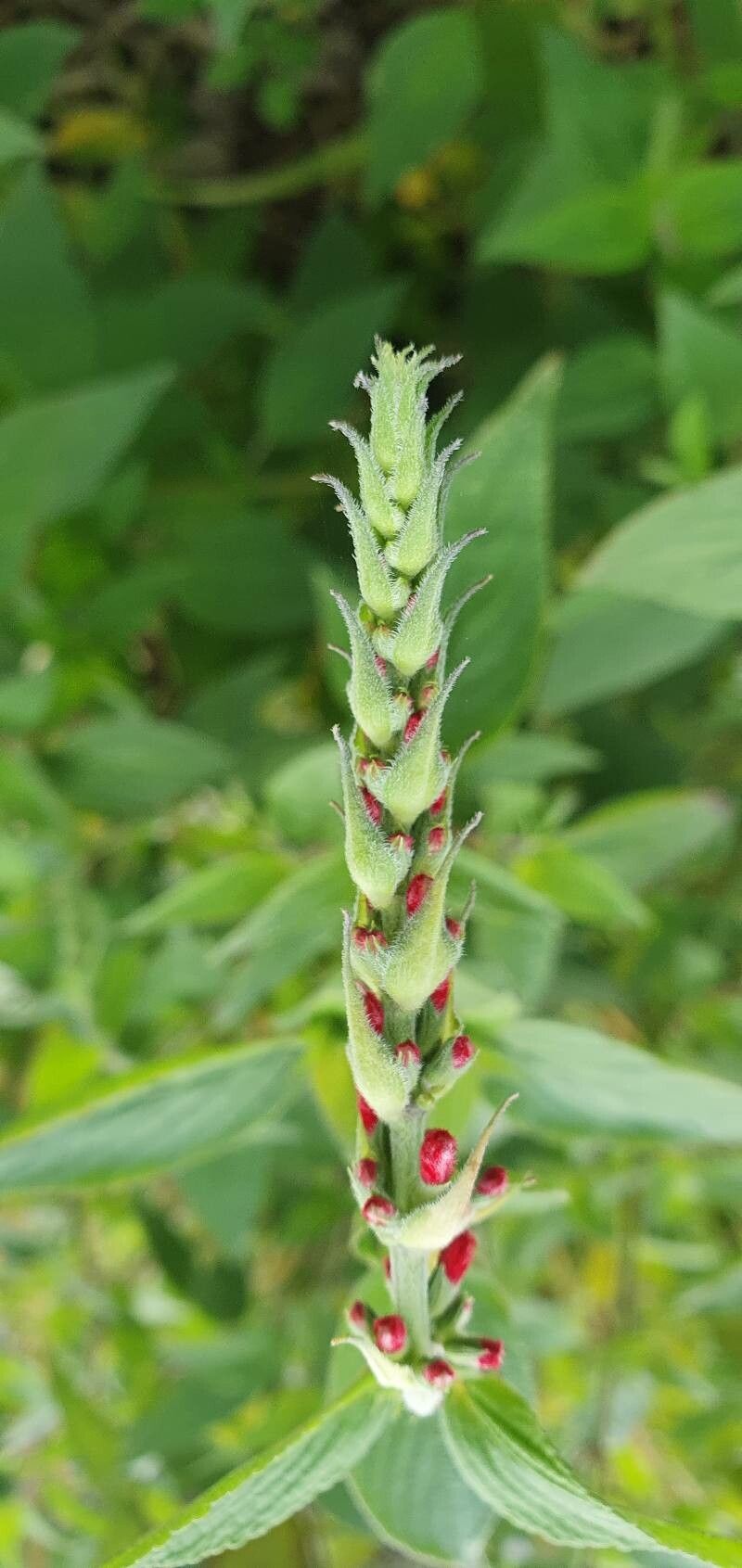 Salvia elegans fruit