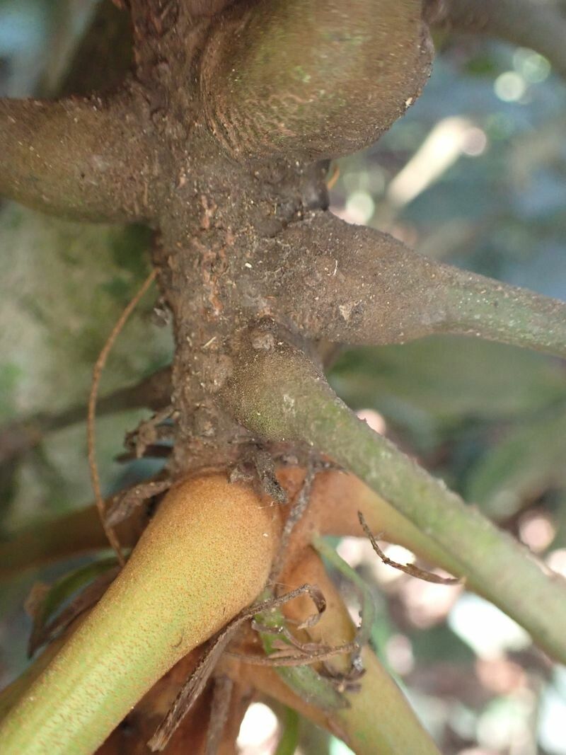 Cola pachycarpa bark