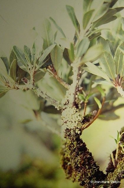 Pycnandra cylindricarpa habit