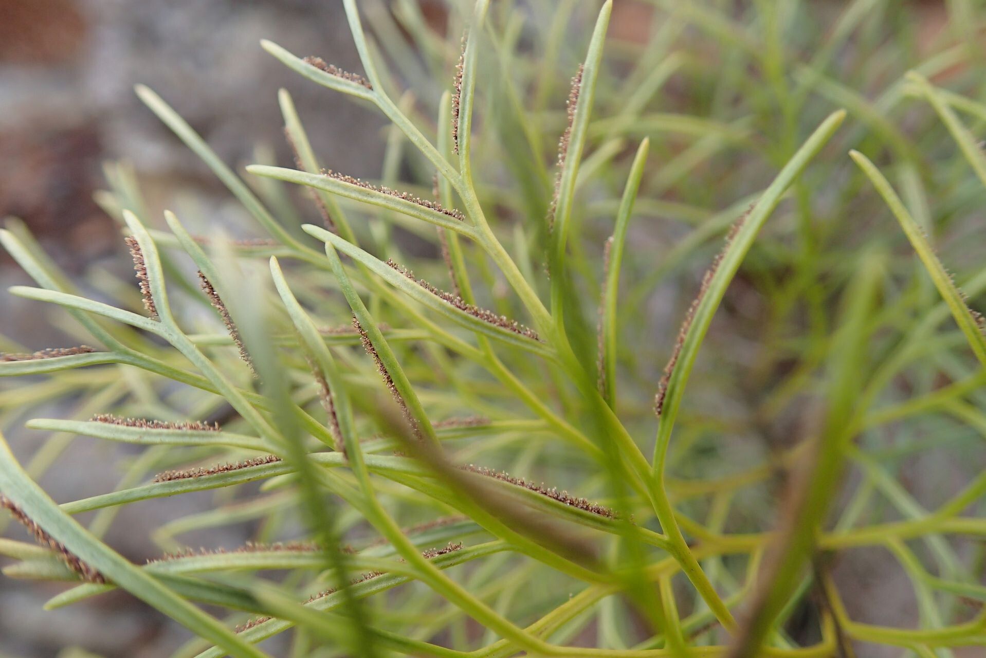 Asplenium novae-caledoniae leaf