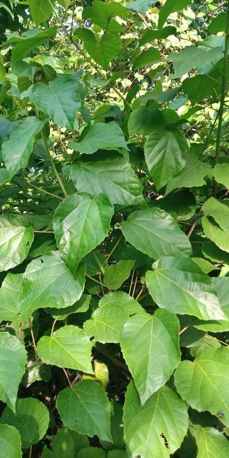 Alchornea cordifolia — related species from the same genus