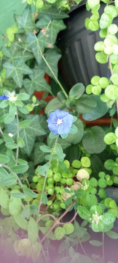 Evolvulus alsinoides flower