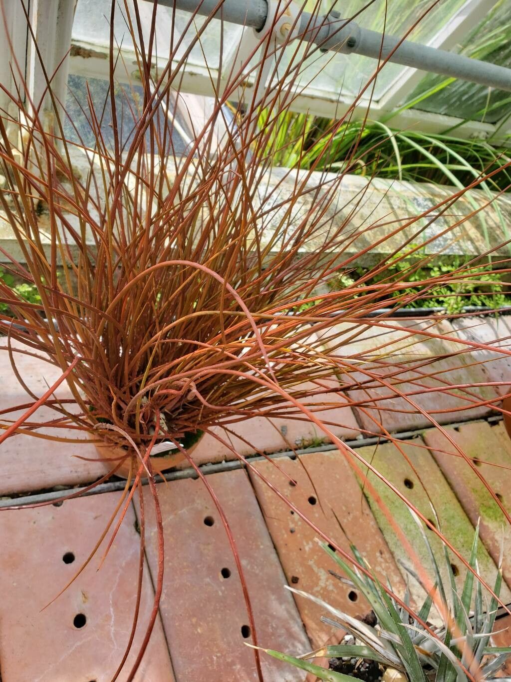 Acanthostachys pitcairnioides — related species from the same genus